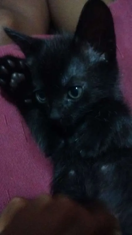 Gato raça VL idade Abaixo de 2 meses nome Nao especificado 