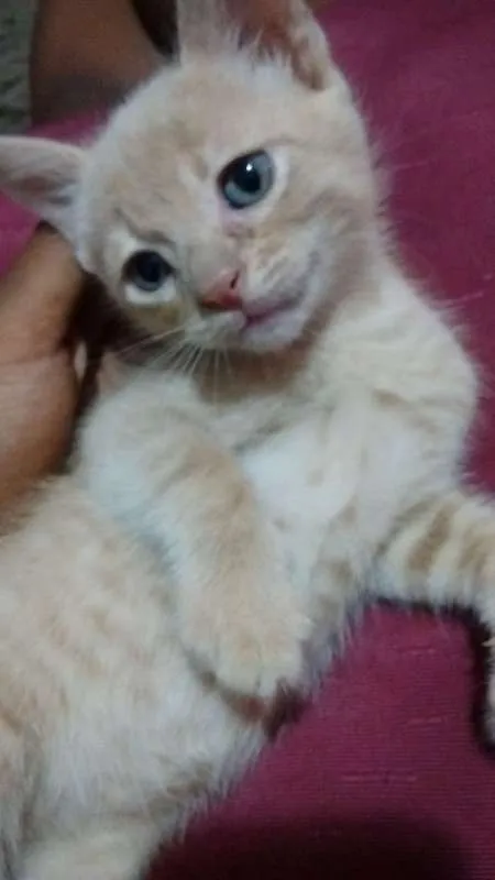 Gato raça VL idade Abaixo de 2 meses nome Nao especificado 