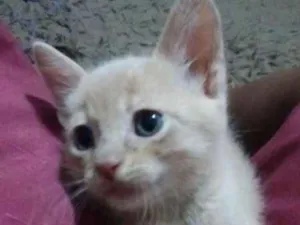 Gato raça VL idade Abaixo de 2 meses nome Nao especificado 