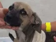 Brilhante Estêvão ??