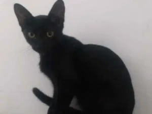 Gato raça Vira lata idade 2 a 6 meses nome Nina