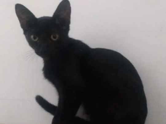 Gato ra a Vira lata idade 2 a 6 meses nome Nina