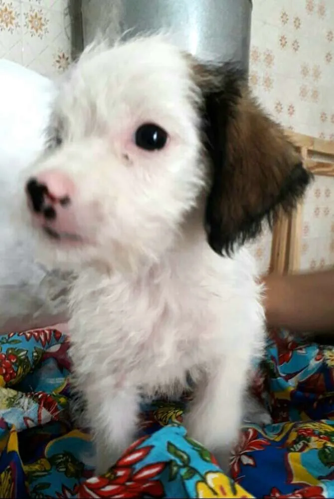 Cachorro ra a  idade 2 a 6 meses nome Filhote