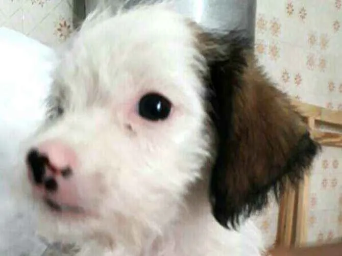 Cachorro ra a  idade 2 a 6 meses nome Filhote