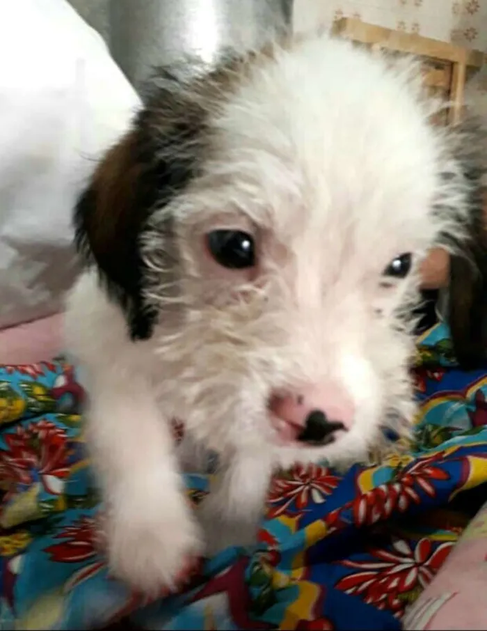 Cachorro ra a  idade 2 a 6 meses nome Filhote
