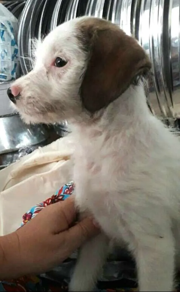Cachorro ra a  idade 2 a 6 meses nome Filhote