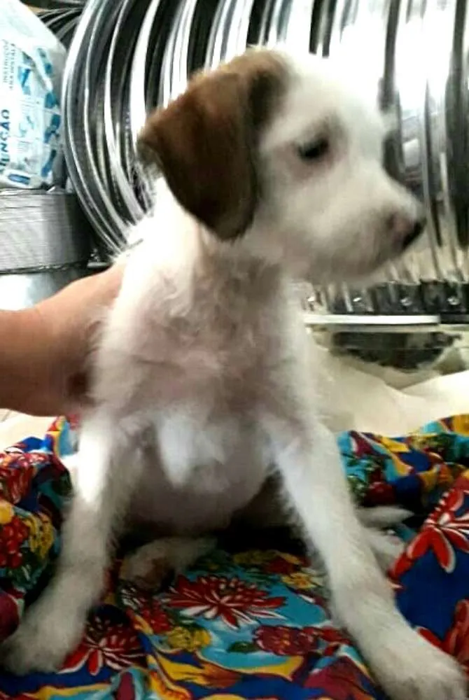 Cachorro ra a  idade 2 a 6 meses nome Filhote
