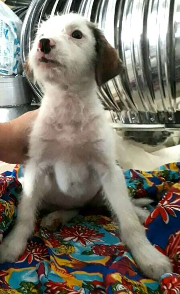 Cachorro ra a  idade 2 a 6 meses nome Filhote