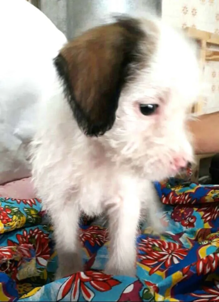 Cachorro ra a  idade 2 a 6 meses nome Filhote