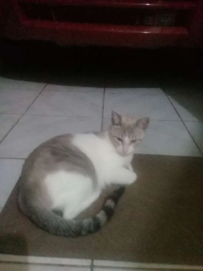 Gato ra a Sem raça defenida idade 2 anos nome Mel