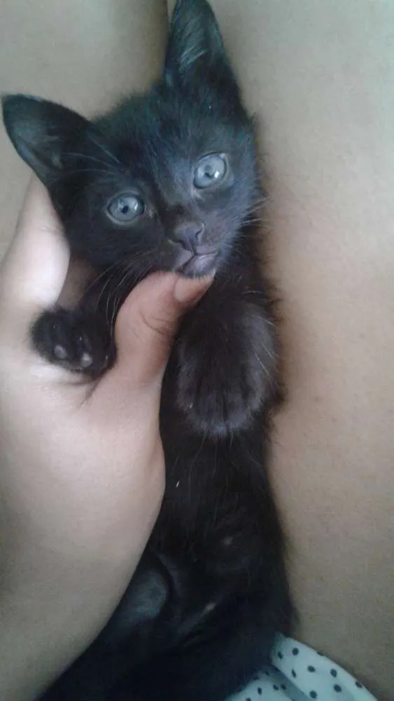 Gato ra a  idade Abaixo de 2 meses nome Não tem  nome ainda