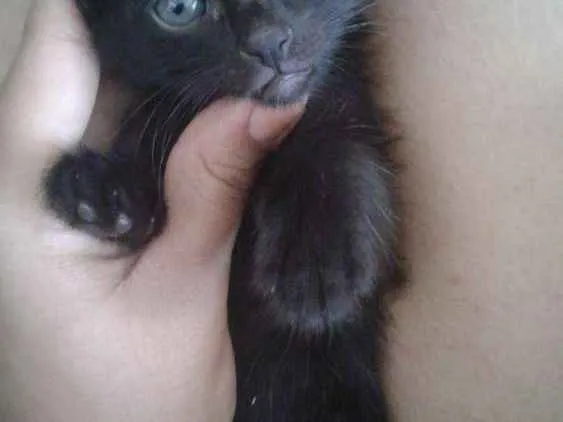 Gato ra a  idade Abaixo de 2 meses nome Não tem  nome ainda