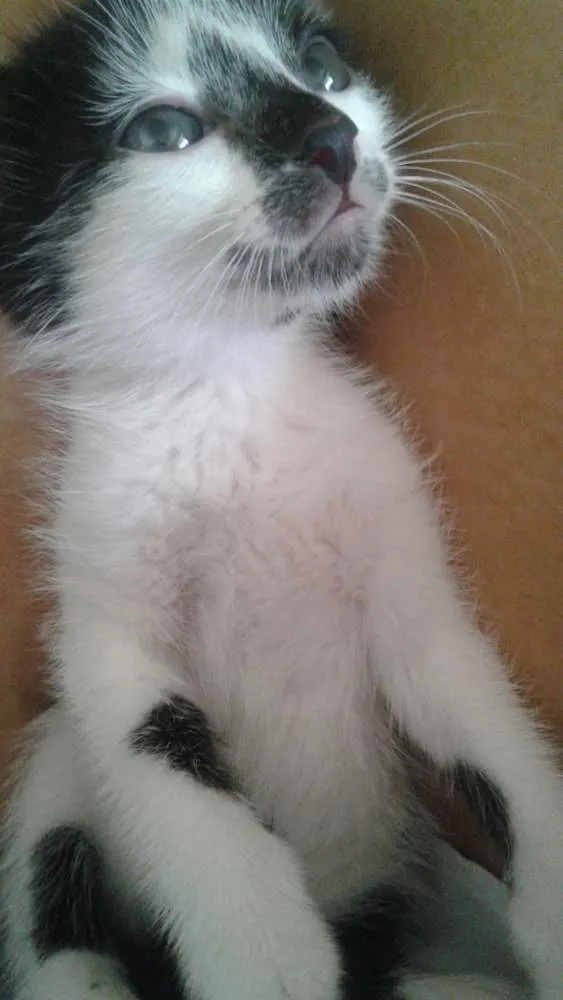 Gato ra a  idade Abaixo de 2 meses nome Ele não possui nome 
