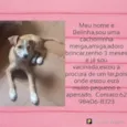 Belinha