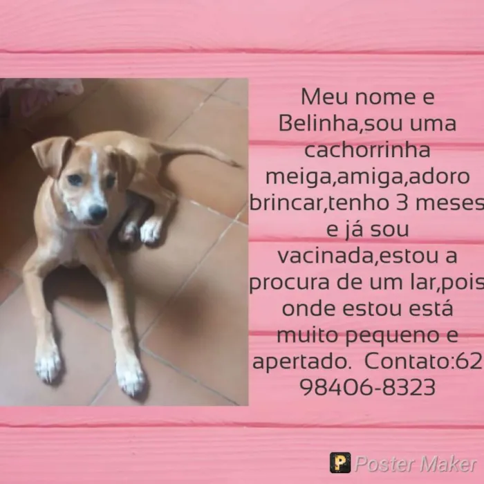 Cachorro ra a  idade  nome Belinha