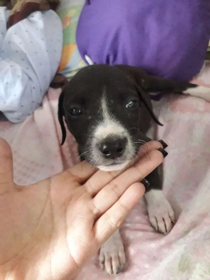 Cachorro ra a Vira lata  idade Abaixo de 2 meses nome Sem nome