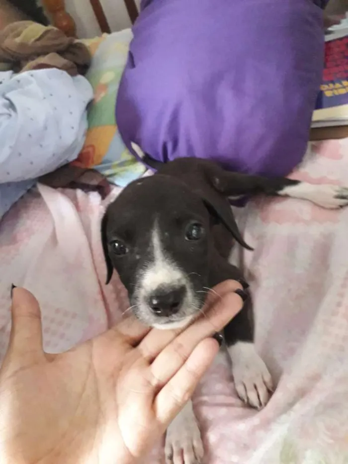 Cachorro ra a Vira lata  idade Abaixo de 2 meses nome Sem nome