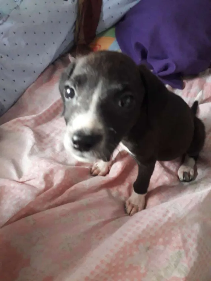 Cachorro ra a Vira lata  idade Abaixo de 2 meses nome Sem nome