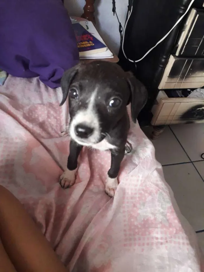Cachorro ra a Vira lata  idade Abaixo de 2 meses nome Sem nome