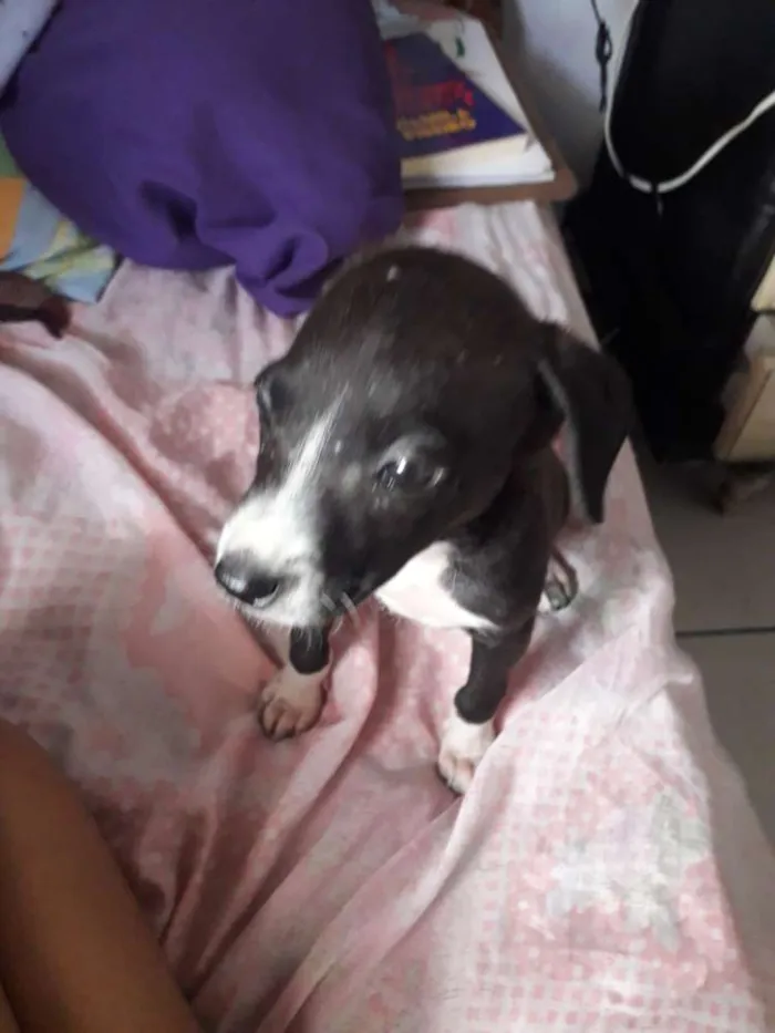 Cachorro ra a Vira lata  idade Abaixo de 2 meses nome Sem nome