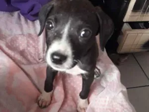 Cachorro raça Vira lata  idade Abaixo de 2 meses nome Sem nome