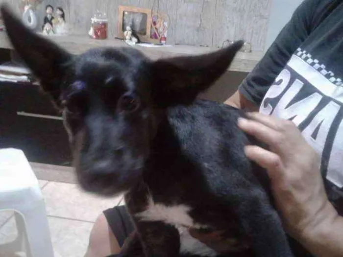 Cachorro ra a Vira lata idade 2 a 6 meses nome Meg