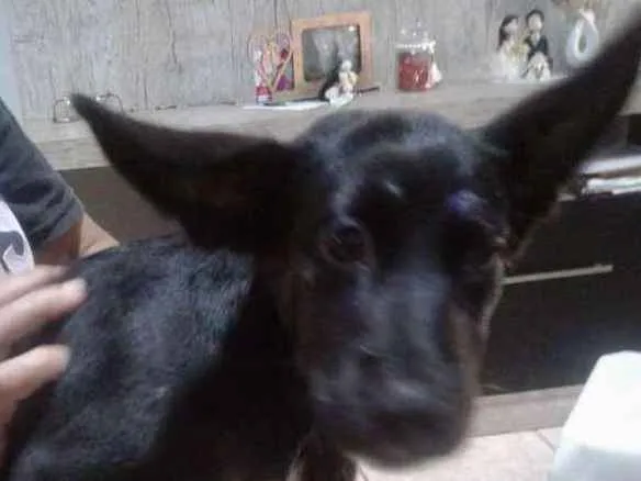 Cachorro ra a Vira lata idade 2 a 6 meses nome Meg