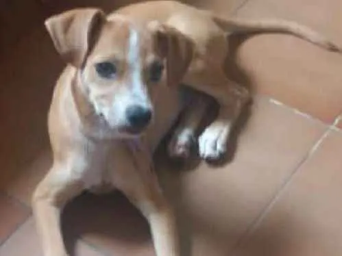Cachorro ra a  idade  nome Belinha