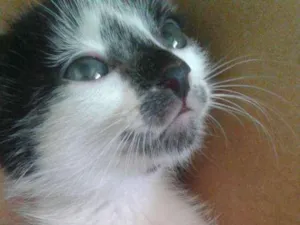 Gato raça  idade Abaixo de 2 meses nome Ele não possui nome 
