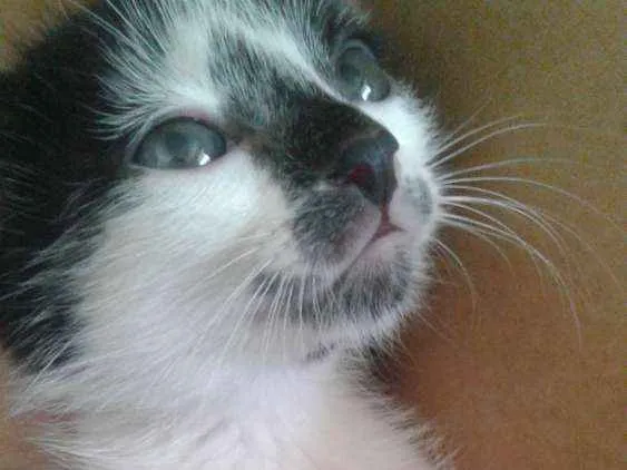 Gato ra a  idade Abaixo de 2 meses nome Ele não possui nome 