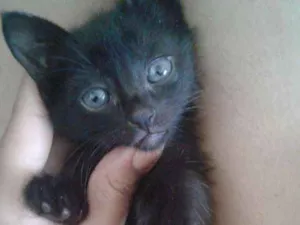 Gato raça  idade Abaixo de 2 meses nome Não tem  nome ainda