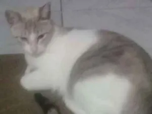 Gato raça Sem raça defenida idade 2 anos nome Mel