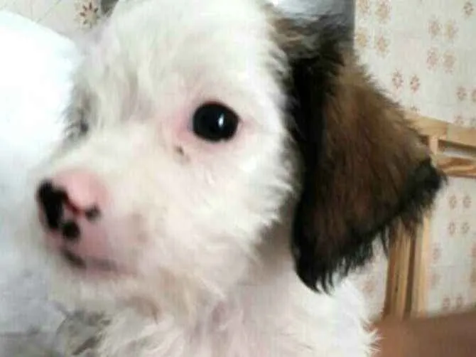 Cachorro ra a  idade 2 a 6 meses nome Filhote