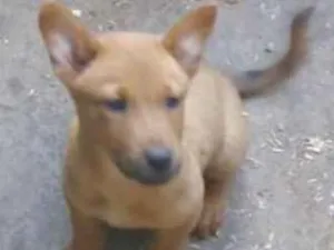 Cachorro raça Chowchow misturado idade Abaixo de 2 meses nome Sara,danubia,safira,