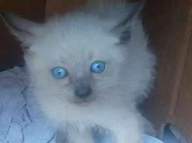 Gato ra a  idade Abaixo de 2 meses nome Mãe lari