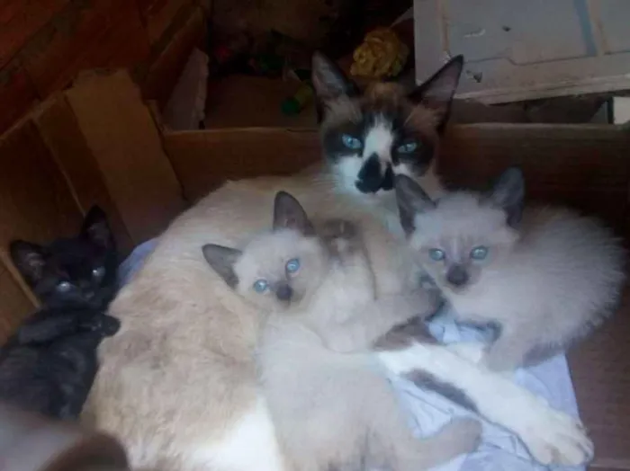 Gato ra a  idade Abaixo de 2 meses nome Mãe lari