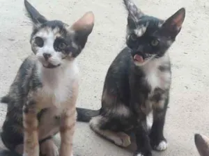 Gato raça Vira lata idade 2 a 6 meses nome Ainda nao tem nome