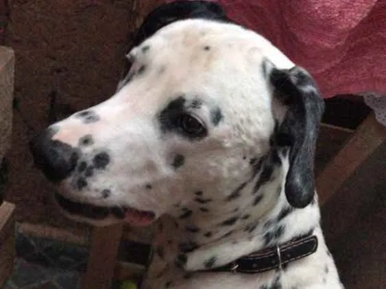 Cachorro ra a Dálmata  idade 1 ano nome Duke 
