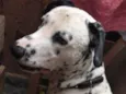 Duke