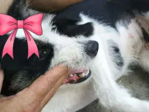 Cachorro raça Mestiça idade 2 anos nome Kiara