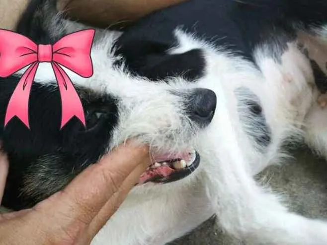 Cachorro raça Mestiça idade 2 anos nome Kiara
