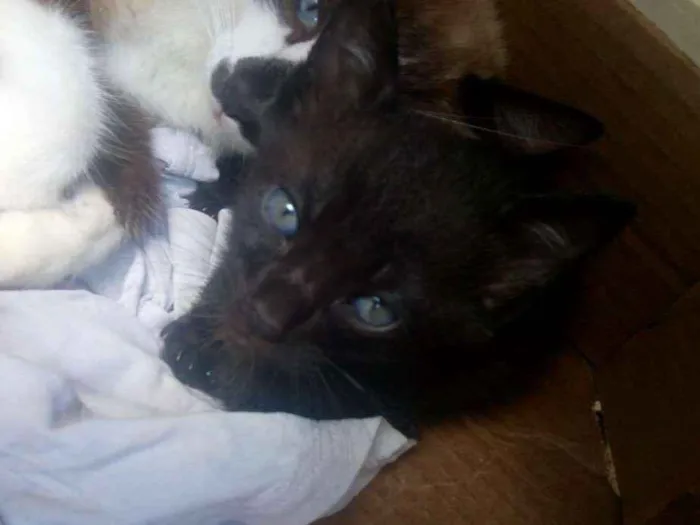 Gato ra a  idade Abaixo de 2 meses nome Mãe lari