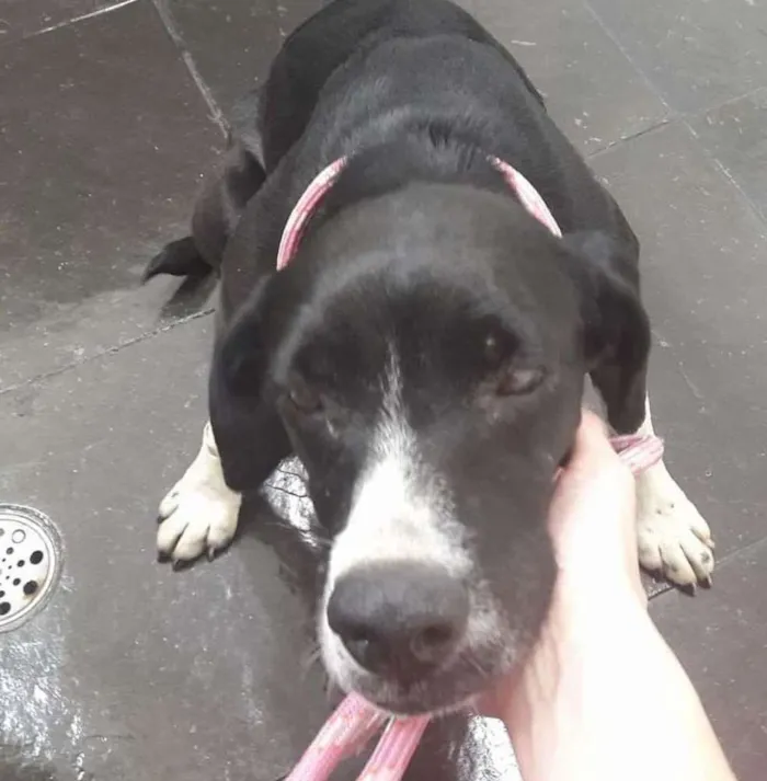 Cachorro ra a Srd idade 3 anos nome Preta