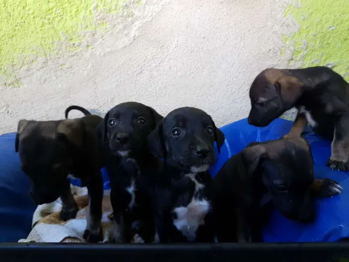 Cachorro ra a Vira lata  idade Abaixo de 2 meses nome Não tem nome