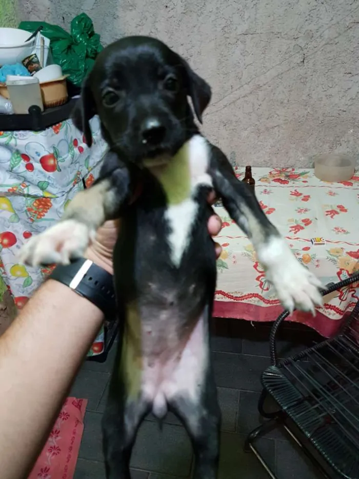 Cachorro ra a Vira lata  idade Abaixo de 2 meses nome Não tem nome