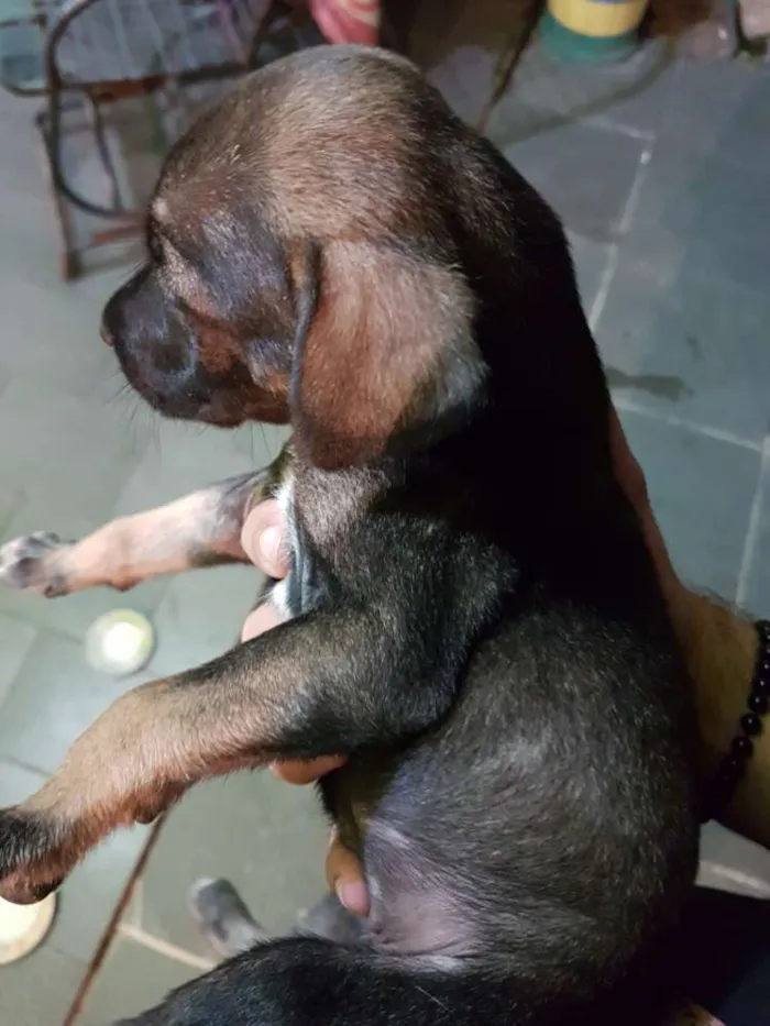 Cachorro ra a Vira lata  idade Abaixo de 2 meses nome Não tem nome