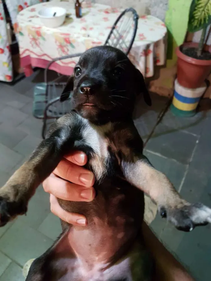 Cachorro ra a Vira lata  idade Abaixo de 2 meses nome Não tem nome