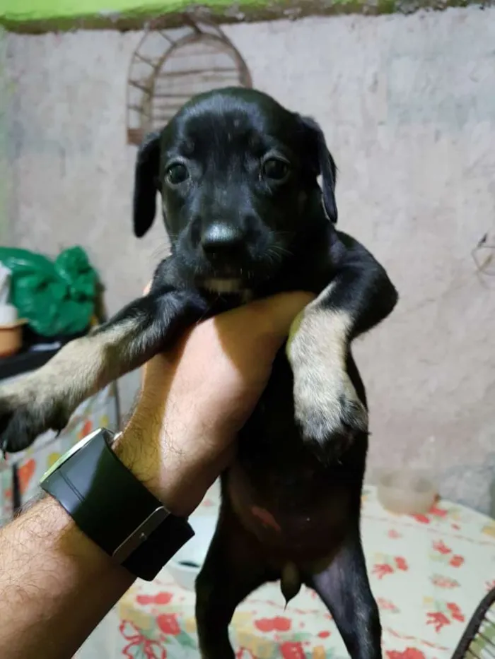 Cachorro ra a Vira lata  idade Abaixo de 2 meses nome Não tem nome