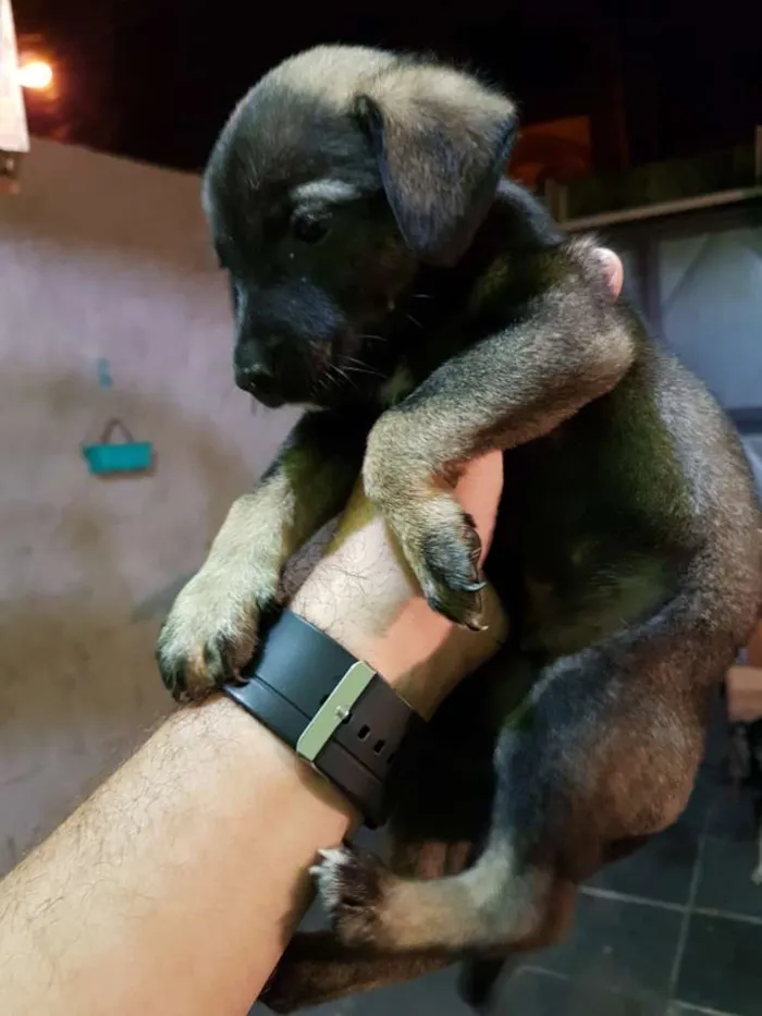 Cachorro ra a Vira lata  idade Abaixo de 2 meses nome Não tem nome