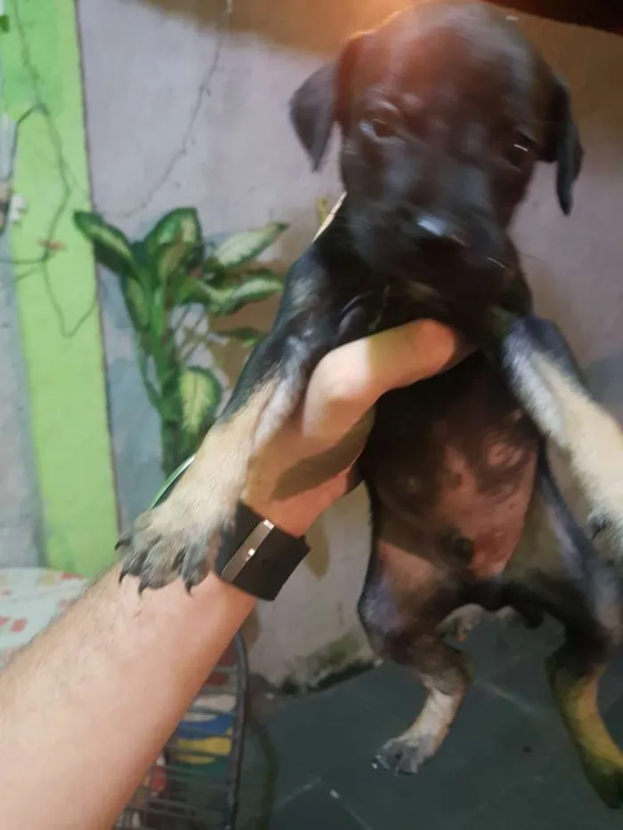 Cachorro ra a Vira lata  idade Abaixo de 2 meses nome Não tem nome
